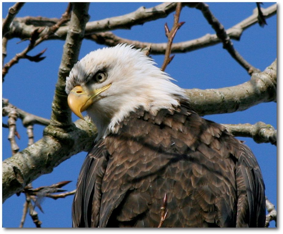 温哥华群"鹰"荟萃---白头鹰/bald eagle