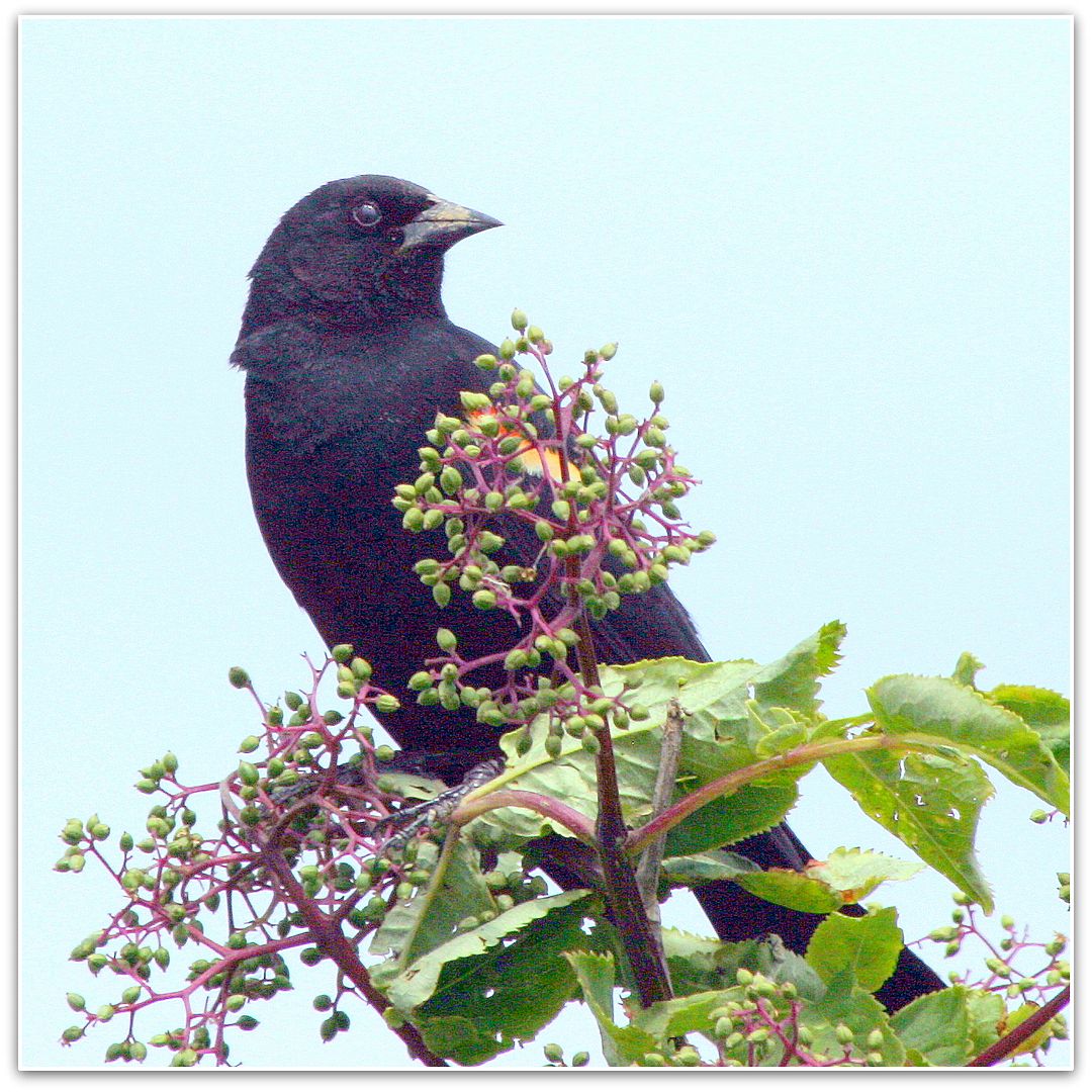 红肩黑鸟 / red winged blackbird (图片摄于2013-5-19)