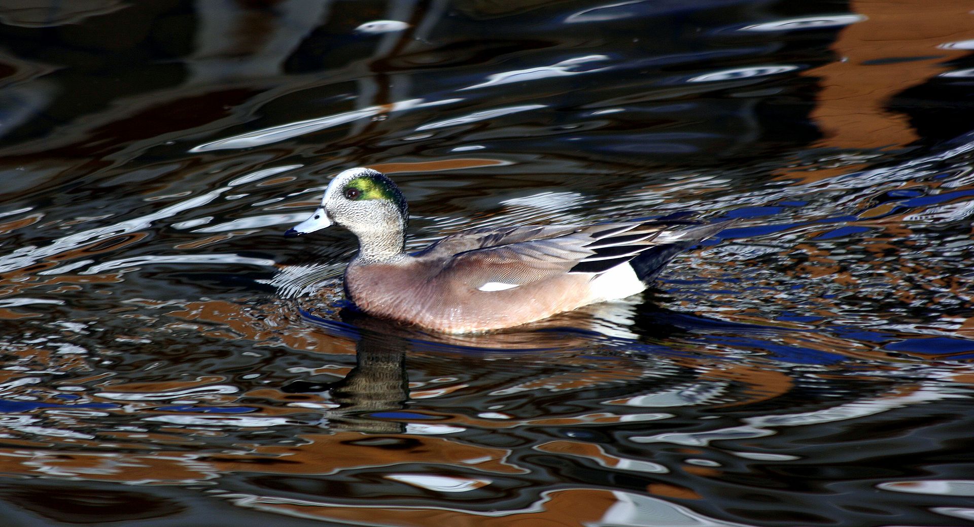 绿眉鸭/american wigeon(摄于2015-2-23)