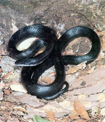 Black Rat Snake Image - Black Rat Snake Picture, Graphi