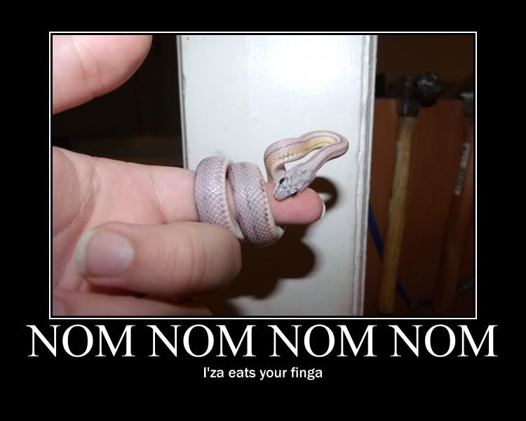 NOMNOM.jpg
