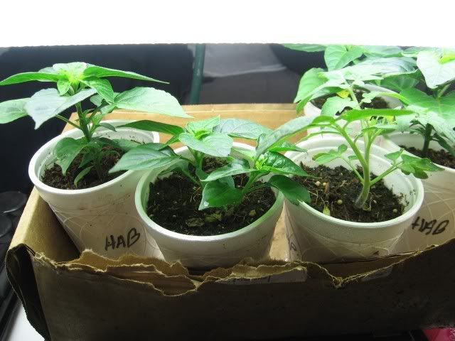 Do Not Use Peat Moss for Growing Vegetables? • HelpfulGardener.com