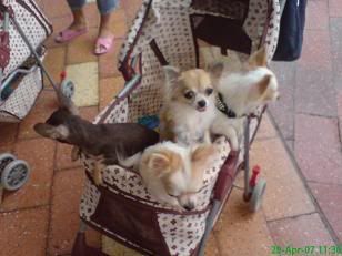 Photo Sharing and Video Hosting at Photobucket