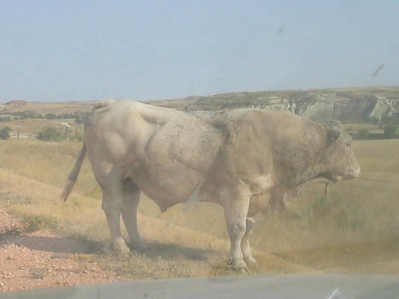 we just thought that this bull was huge enough to warrant a picture. Pictures, Images and Photos