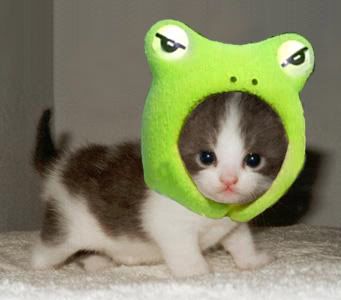 cutest_little_kitten_and_frog.jpg