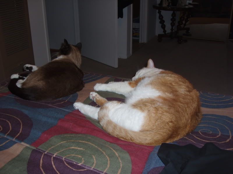 Kitties-SynchonizedSleeping.jpg