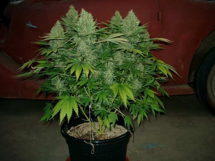 marijuanaplant2.jpg