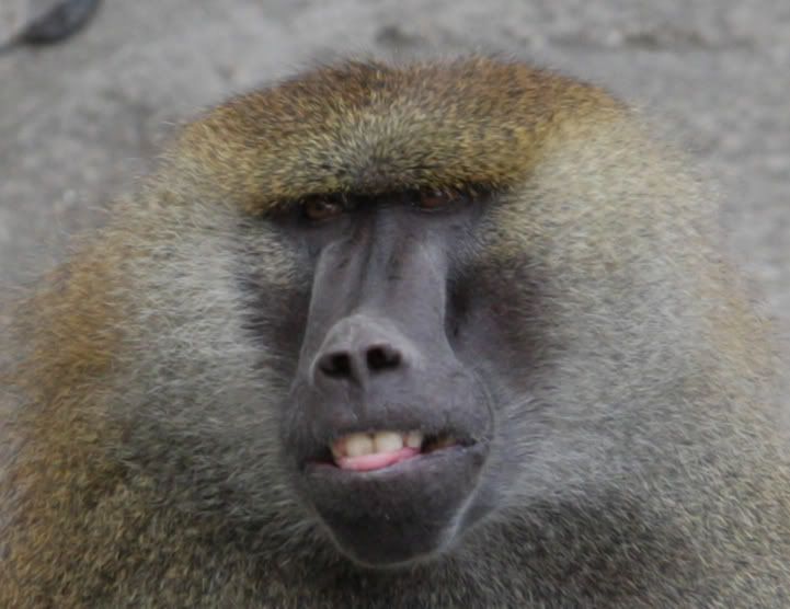 IMAGE: http://i56.photobucket.com/albums/g194/pmatthes/IMG_2329.jpg