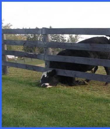 cow.jpg