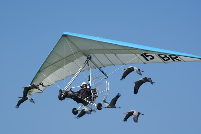 http://i56.photobucket.com/albums/g194/tigercatfan/Shoreham%202008/MicrolighCranes2.jpg