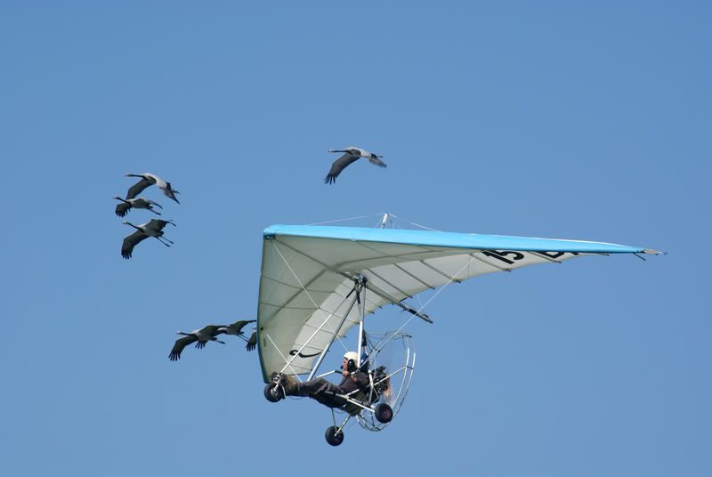 http://i56.photobucket.com/albums/g194/tigercatfan/Shoreham%202008/MicrolightCranes1.jpg