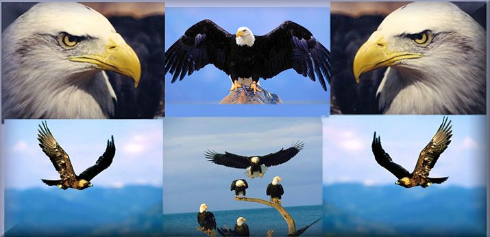eagles21.jpg