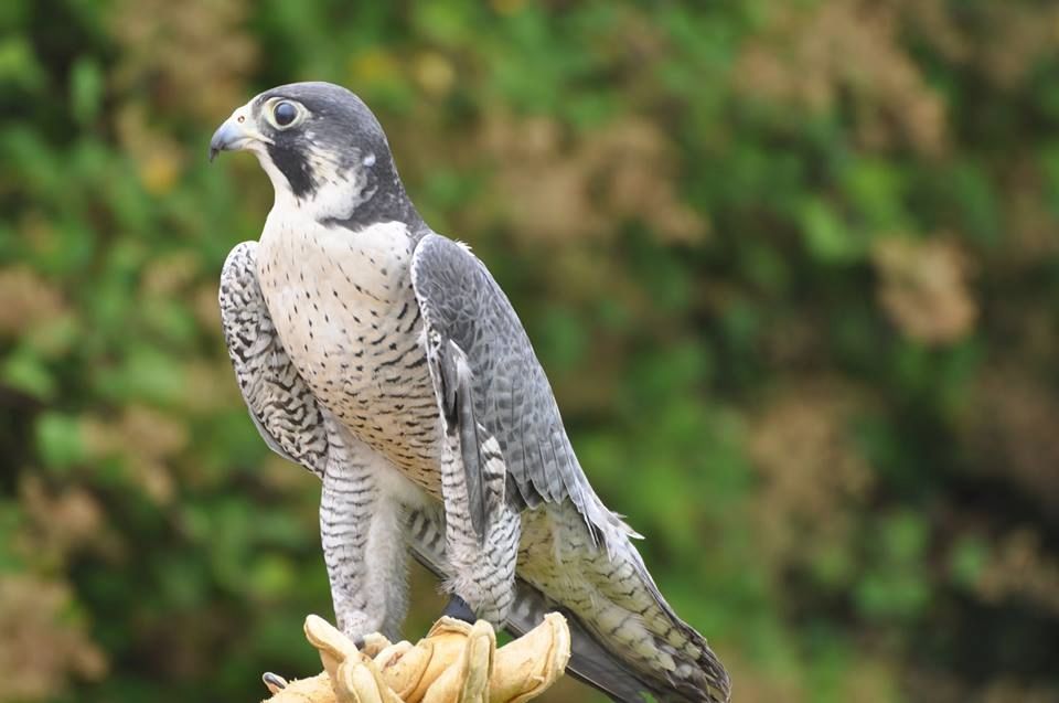 photo Peregrinfalcon.jpg