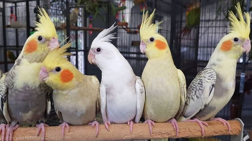 photo cockatielsFriends.jpg