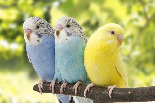 photo parakeet-care.jpg