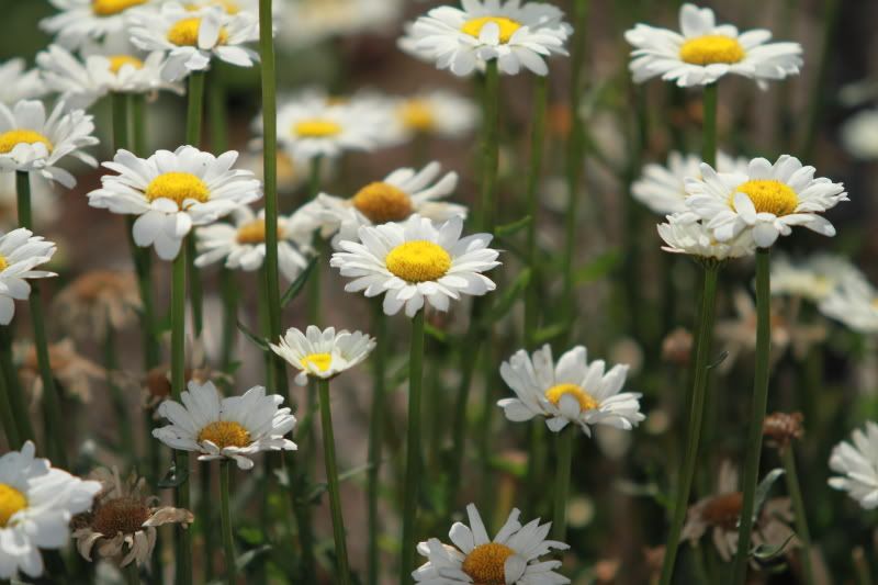 IMAGE: http://i56.photobucket.com/albums/g196/matt9901/DPP_0002.jpg