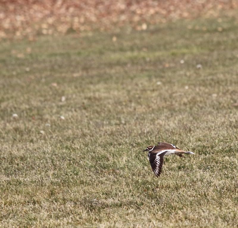 IMAGE: http://i56.photobucket.com/albums/g196/matt9901/DPPp_0009.jpg