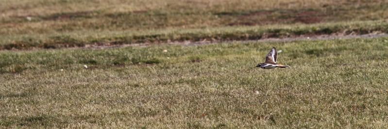 IMAGE: http://i56.photobucket.com/albums/g196/matt9901/DPPp_0014.jpg