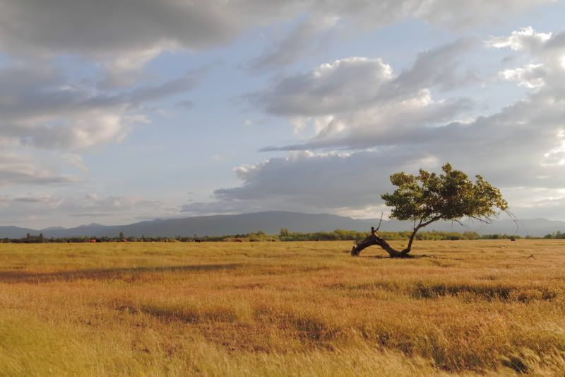 IMAGE: http://i56.photobucket.com/albums/g196/matt9901/IMG_1385.jpg