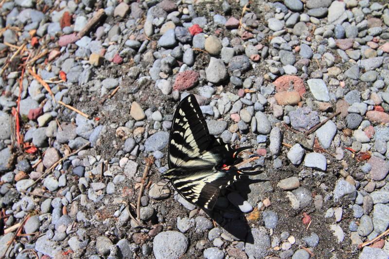 IMAGE: http://i56.photobucket.com/albums/g196/matt9901/IMG_2542.jpg