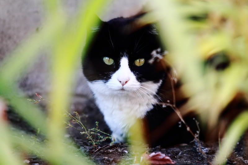 IMAGE: http://i56.photobucket.com/albums/g196/matt9901/_MG_4522.jpg