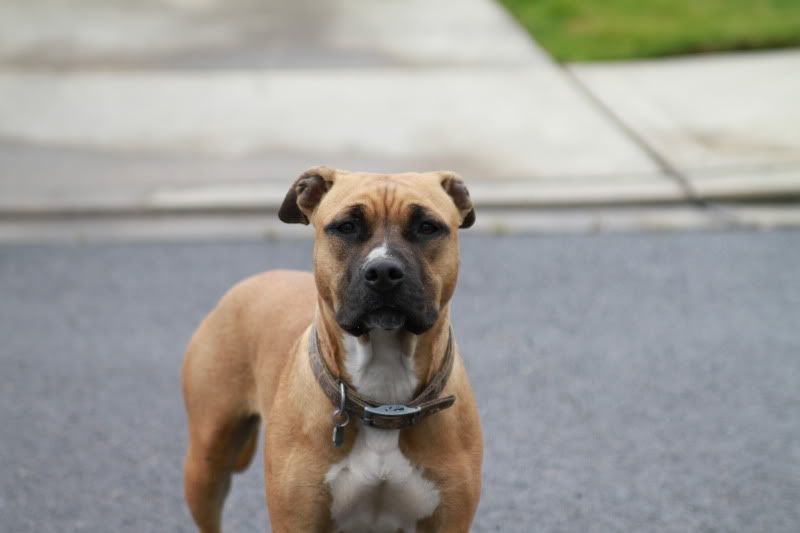 IMAGE: http://i56.photobucket.com/albums/g196/matt9901/dog.jpg