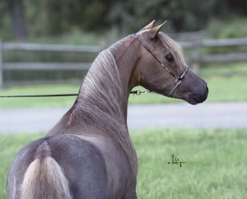 American Miniature Horse