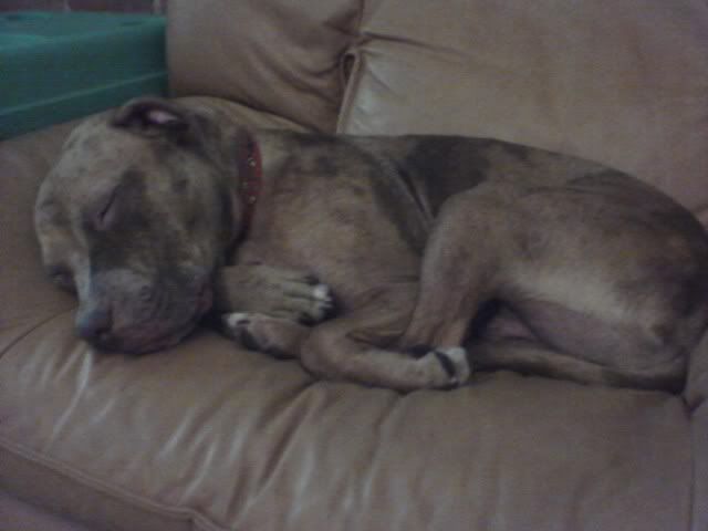 dog big head small body