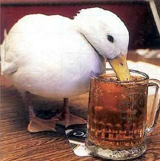 duck_beer.jpg