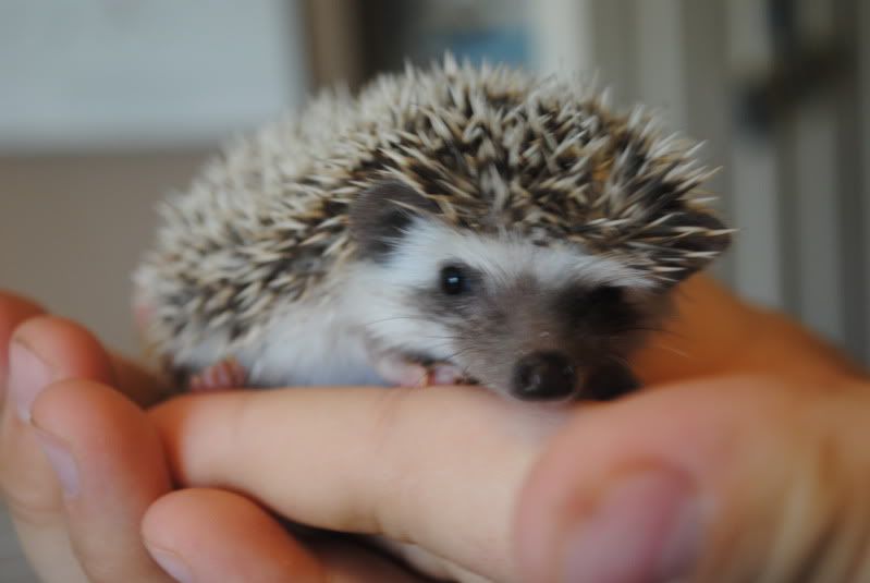 hedgehog002.jpg