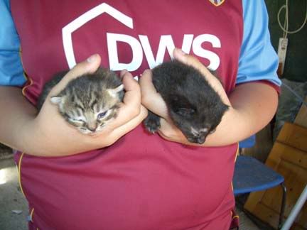 kittens3.jpg