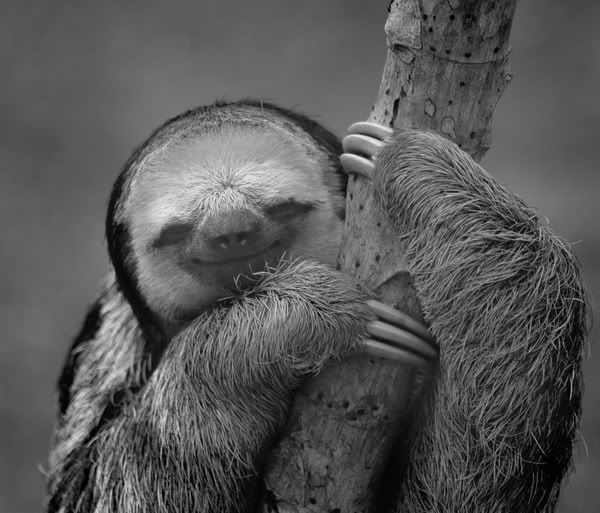 slothhappy.jpg