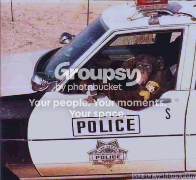 Chimpig Zpsd065052e