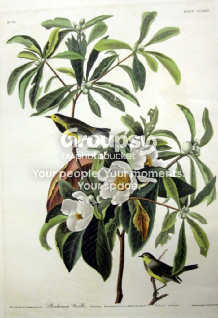 Plate185