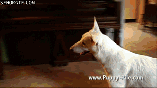 Pupsonscreen Zps270ae866