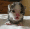 Rawr Zpsbed184da