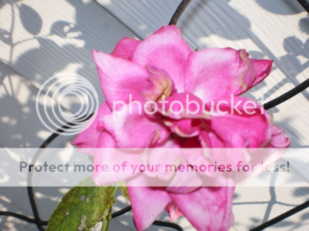 https://i56.photobucket.com/albums/g163/ultimate5metal/flowers3.jpg