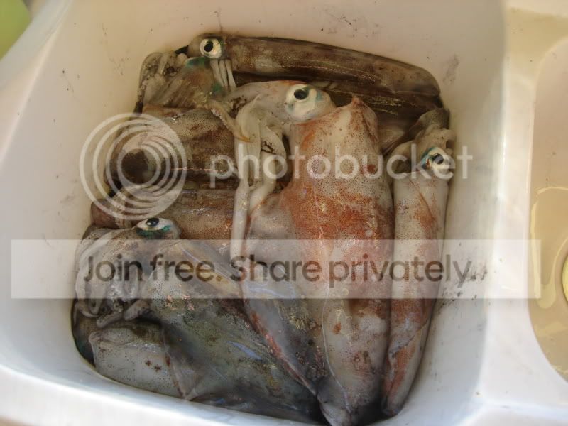 https://i56.photobucket.com/albums/g180/szopen_cn/DSC03285.jpg