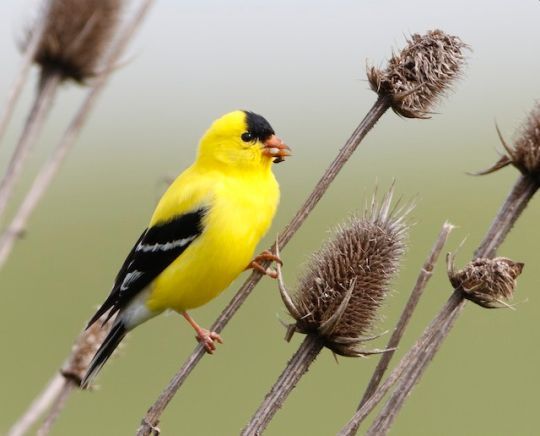 photo goldFinch.jpg