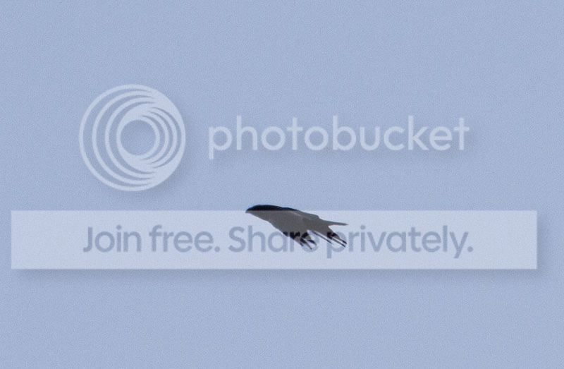  photo IMG_0888_1.jpg