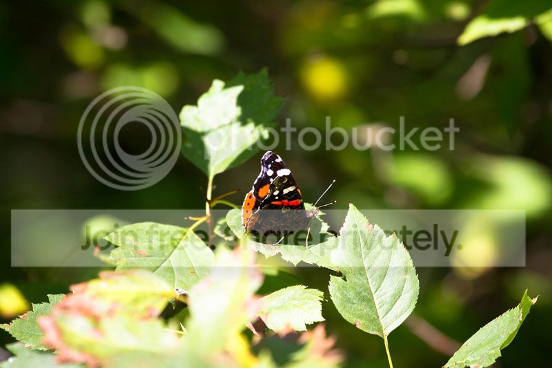  photo IMG_1659_1.jpg
