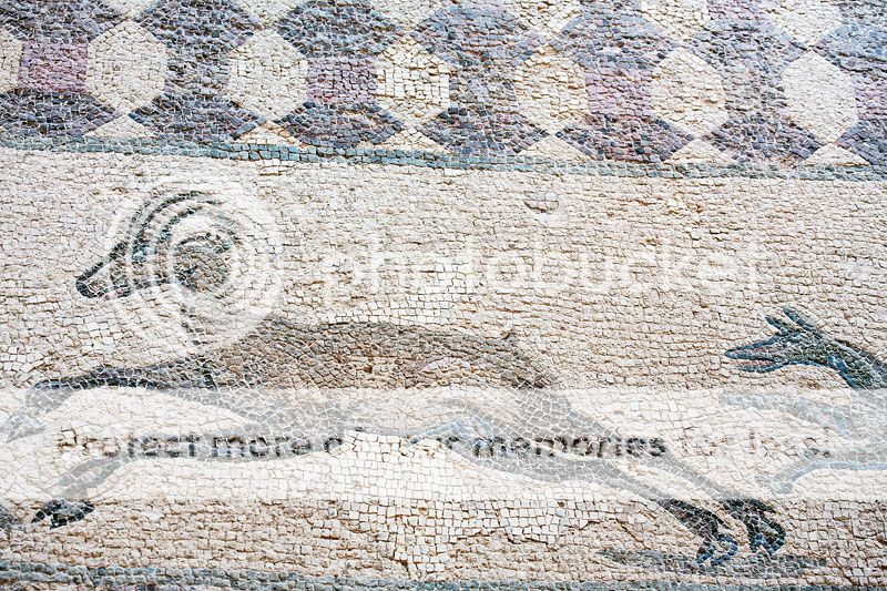  photo IMG_8721_1-1.jpg