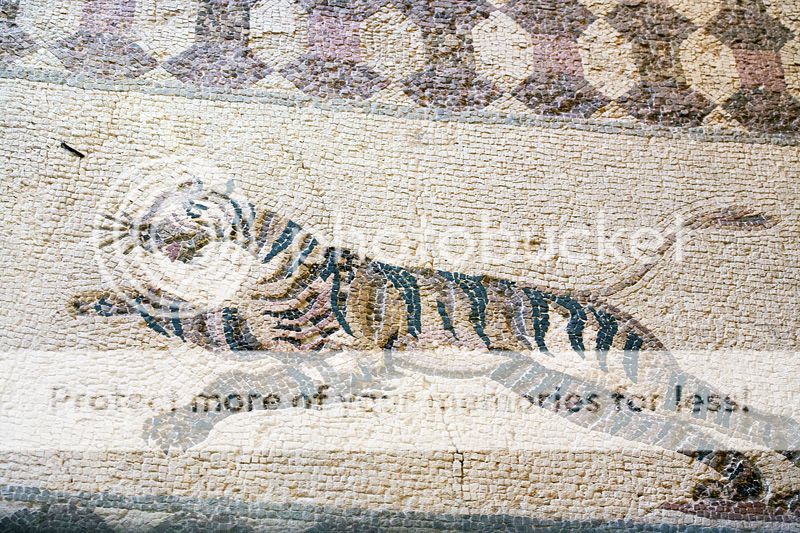  photo IMG_8726_1-1.jpg