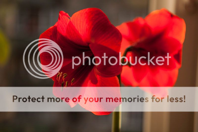  photo IMG_4080-2.jpg