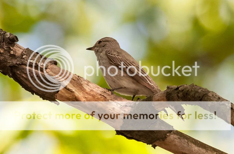  photo IMG_2613_1.jpg